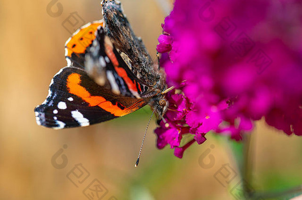 在英国花园里，一只红色的上将蝴蝶正在吃佛像