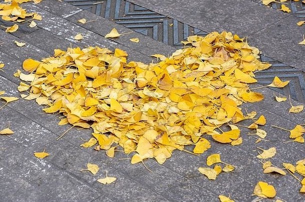 中国四川省成都市秋天街道上黄色银杏叶做成的心形