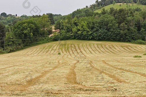 收获后的农业麦田（意大利佩萨罗、欧洲）