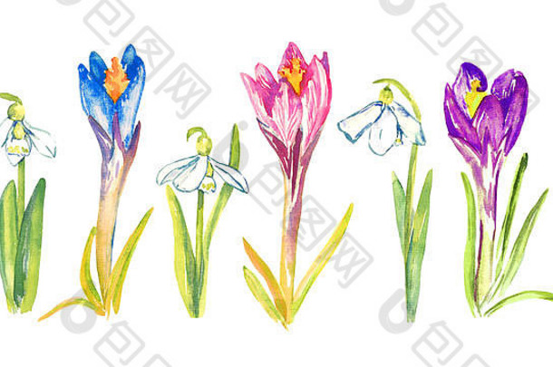 一套蓝色、粉色和紫色番红花和雪花莲，独立的手绘水彩插图