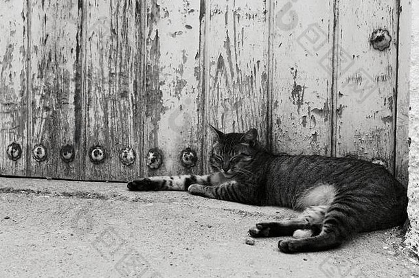 猫在街上休息