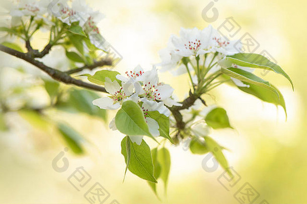 特写镜头图像美丽的白色春天梨开花软背景