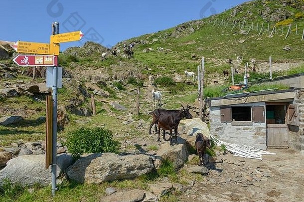 从瑞士阿尔卑斯山卡普里阿斯卡山谷牧场返回农场的山羊