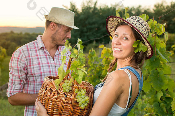 夫妇俩在葡萄园用柳条篮采摘葡萄