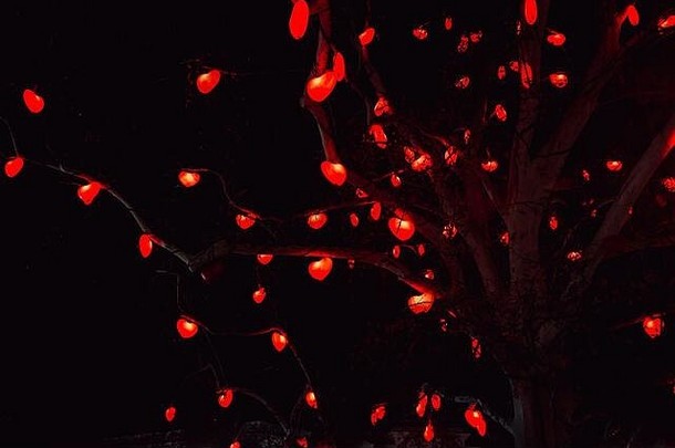 树分支机构发光的红色的心发光的红色的圣诞节心情人节心灯分支机构树黑暗晚上天空