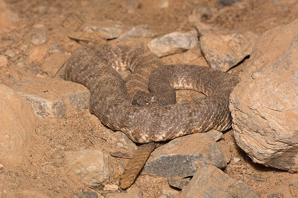 美国亚利桑那州马里科帕县西南部斑点响尾蛇（Crotalus pyrrhus）。