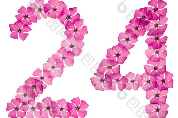 数字24，24，取自长春花的天然粉红色花朵，在白色背景上分离