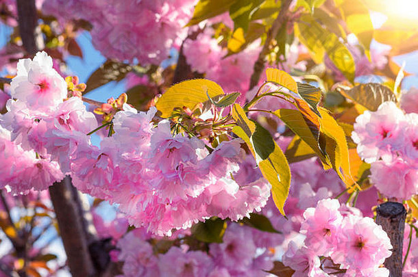 在明亮的阳光下，粉红色<strong>樱</strong>花和绿色叶子的开花枝