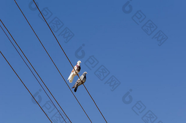 不倒翁鸽子坐在高高的电线上。