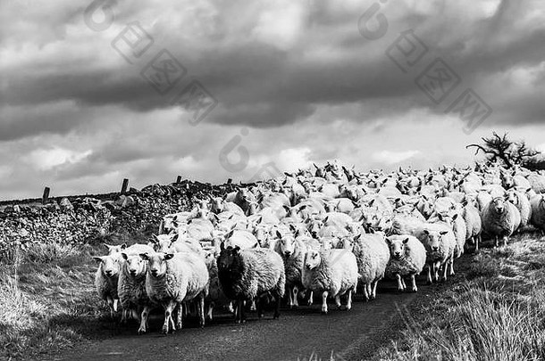 莫尔巴特尔，凯尔索，苏格兰边境，英国。2019年3月23日。在美国，每只期<strong>待产</strong>下一只羔羊的母羊都沿着曾经的罗马道路在室内小跑