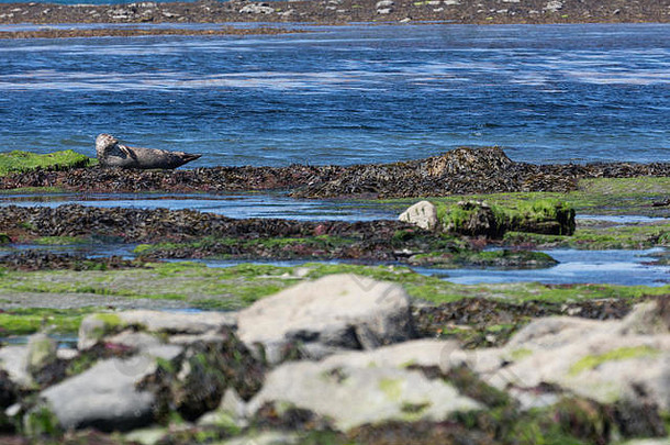 爱尔兰阿兰群岛伊尼斯莫尔的海狮