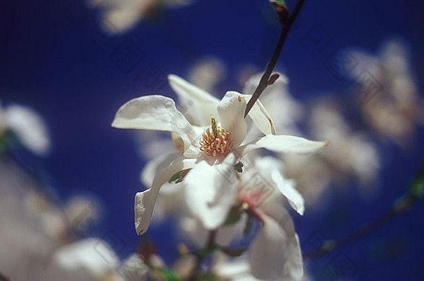 白玉兰花。