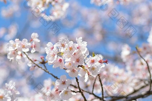 白色的日本樱花在阳光下绽放