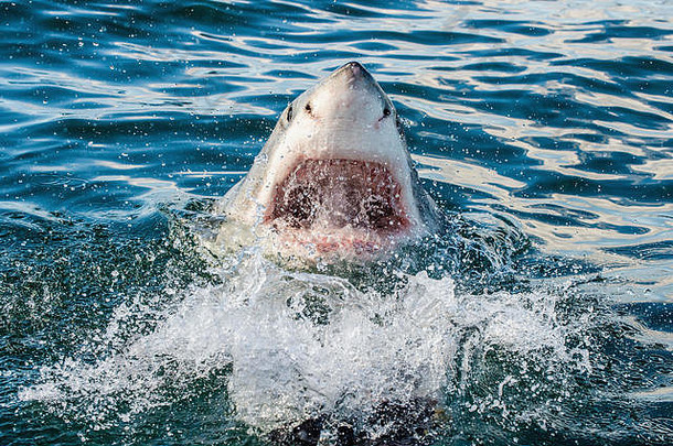 在海洋中张嘴的<strong>大白鲨</strong>。<strong>大白鲨</strong>在攻击。学名：Carcharodon carcharias。南非