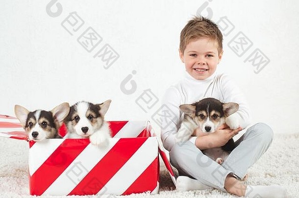 三只柯基小狗坐在一个礼品盒里。