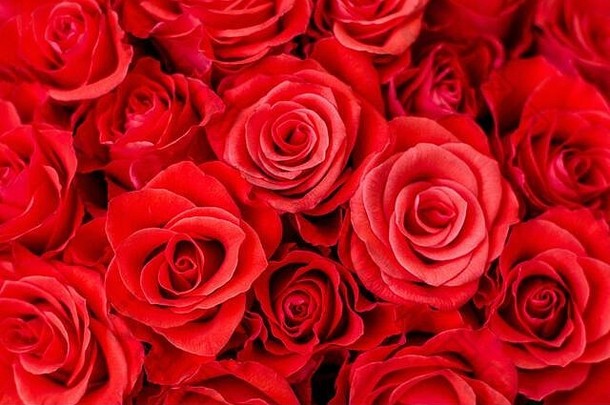 精致华丽的红玫瑰特写