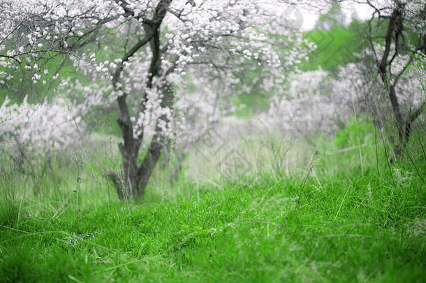 樱花。美丽的春天花园。树木和草