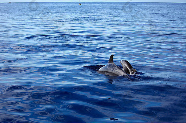 <strong>小海豚</strong>和它的妈妈在浩瀚的海洋中