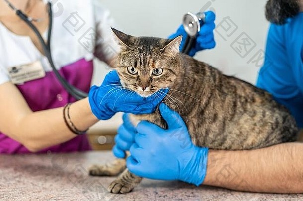在兽医的例行检查中，一只美丽的心怀不满的猫。兽医诊所里的猫。专业诊断。宠物健康。
