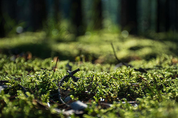 美丽的明亮的绿色莫斯地板上森林树宏视图关闭自然