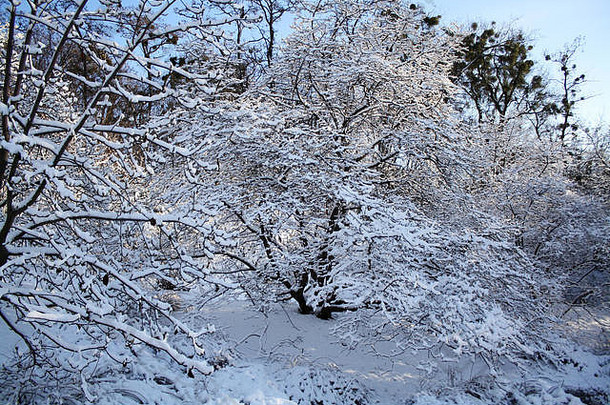 冬天公园山上的雪树