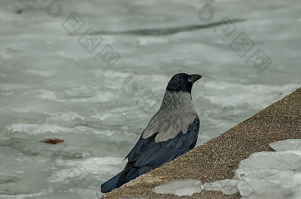 乌鸦休息冻池塘冬天索菲亚保加利亚
