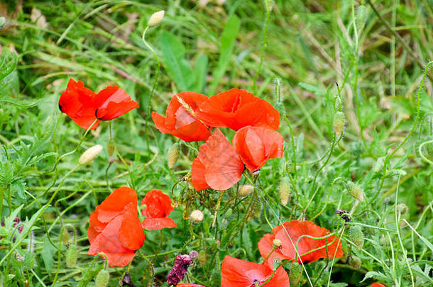 空地上的花。盛开的红色野。红色花
