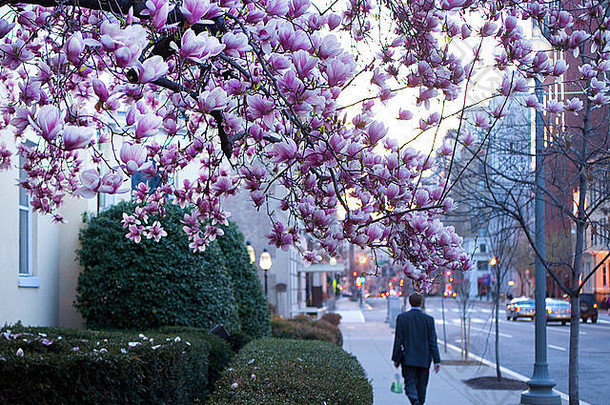 开花树男人。走人行道上华盛顿春天时间