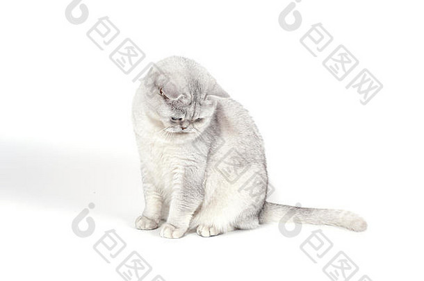 被隔离在白色地面上的<strong>英国</strong>洛瑟烟熏猫正坐在那里观看。