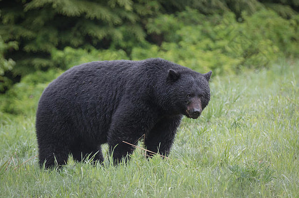 清晨，一只大黑熊站在一片绿草丛生的田野上，背景是强烈的绿色，就在公元前<strong>惠</strong>斯勒以南。