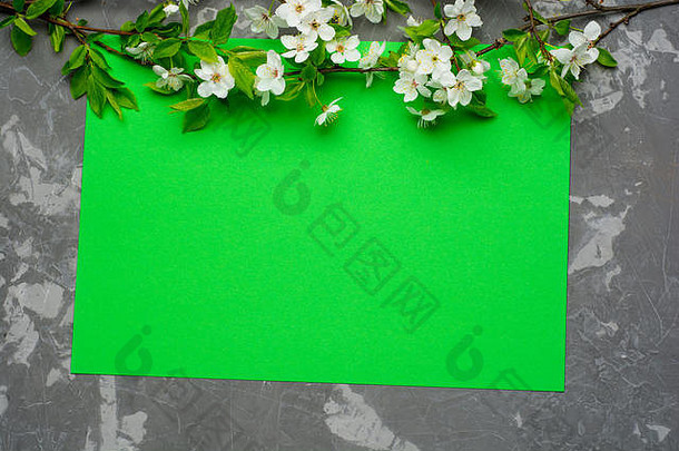 绿纸背景，樱花盛开。带有弹簧元件和空间的平面布局