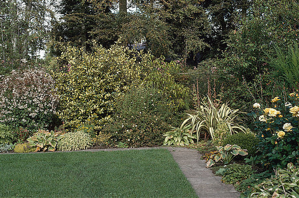 夏天，一片整洁的草坪边上有一条狭窄的铺砌小道，四周环绕着埃莱格努斯（Eleagnus）和带有黄玫瑰的斑龙舌兰