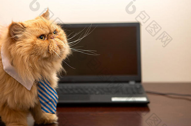 笔记本电脑背景上带条纹领带的异国猫图片