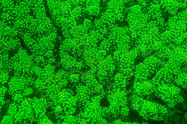 荧光珊瑚抽象珊瑚虫图案。（大密角孢）。埃及红海