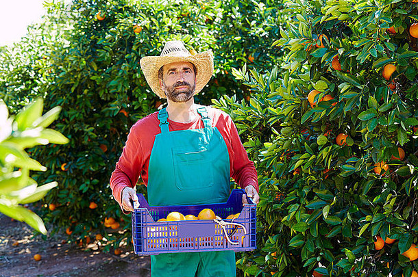 农民男人。收获橙子橙色树场
