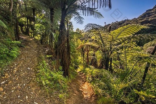 黑色的树蕨类植物<strong>我妈妈</strong>科罗曼德人行道波利湾科罗曼德半岛怀卡托地区北岛新西兰