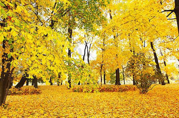 秋天公园里五彩缤纷的树叶