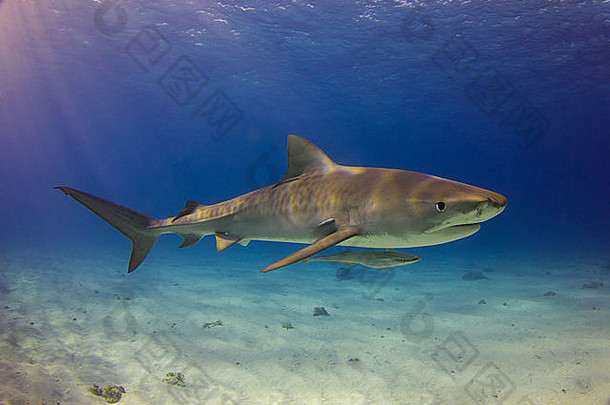 一只虎鲨在深蓝色的水中游泳