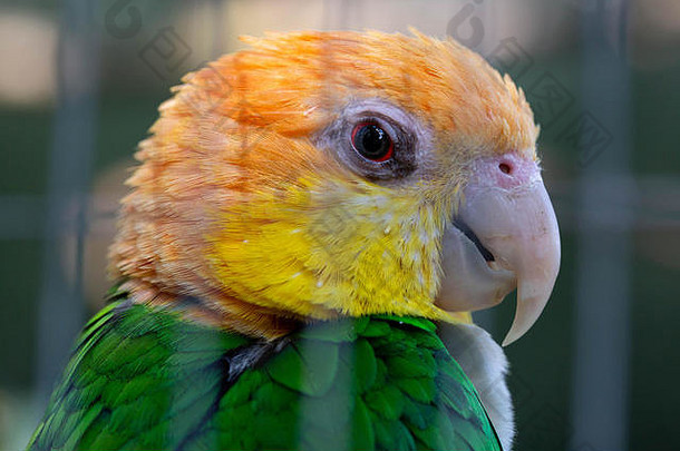 肖像罕见的鹦鹉显示表达式眼睛联系