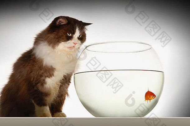 猫坐着金鱼鱼缸一边视图