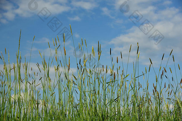 背景绿色野生草前面蓝色的天空
