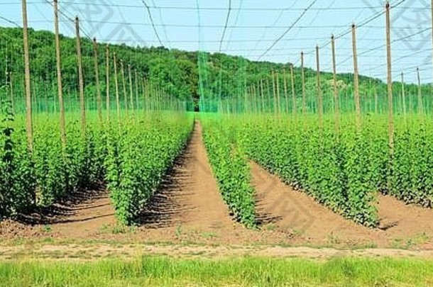 视图日益增长的年轻的啤酒花跳花园捷克中央山