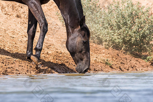 在一个浇水的地方，马在炎热和干旱的时候喝水和洗澡。俄罗斯卡尔梅基亚地区。