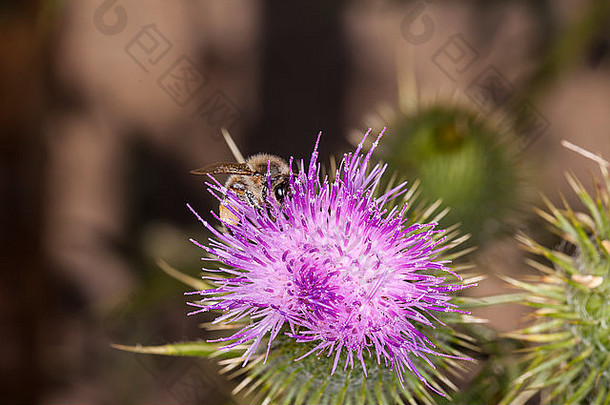 蜜蜂在花上撒花粉