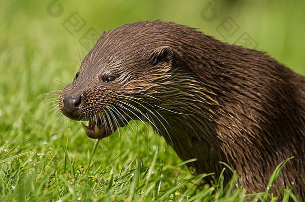 水獺陸龜陸龜陸蠅科歐洲水獺英國哺乳動物英