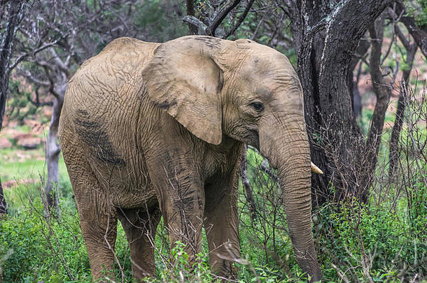 南非韦尔格沃登野生动物保护区的大象