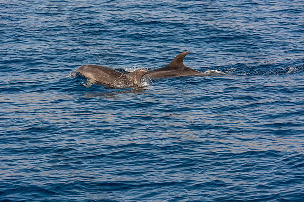 海豚在荒芜的蓝色海洋中<strong>游泳</strong>——遭遇海洋动物的壮观<strong>体验</strong>。