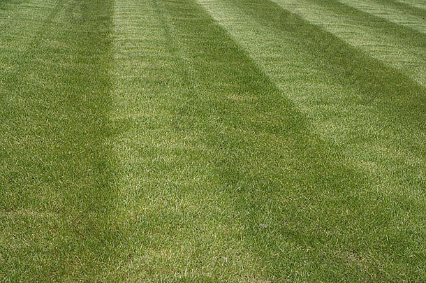 条纹新鲜减少草草坪上夏天