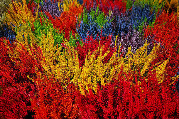 多彩多姿的石南花毕加索植物，多彩的花卉背景
