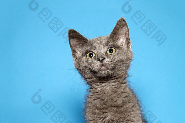 一只可爱的灰猫用明亮的棕绿色眼睛抬头看着观众的画像，瞳孔好奇地放大，追踪着感兴趣的东西。